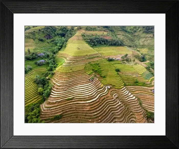 Framed Print : See the stunning scenery of rice terraces during the ripe rice season in Thong Nguyen commune Framed Print : See the stunning scenery of rice terraces during the ripe rice season in Thong Nguyen commune