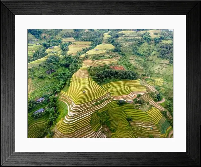Framed Print : See the stunning scenery of rice terraces during the ripe rice season in Thong Nguyen commune Framed Print : See the stunning scenery of rice terraces during the ripe rice season in Thong Nguyen commune