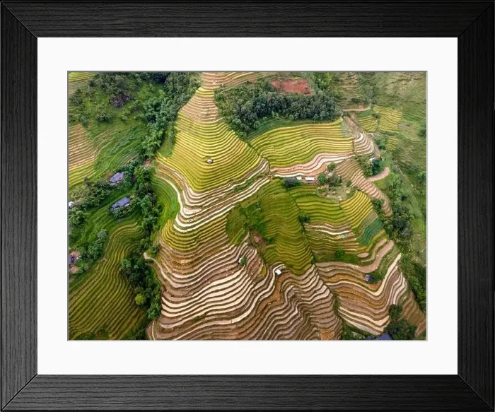 Framed Print : See the stunning scenery of rice terraces during the ripe rice season in Thong Nguyen commune Framed Print : See the stunning scenery of rice terraces during the ripe rice season in Thong Nguyen commune