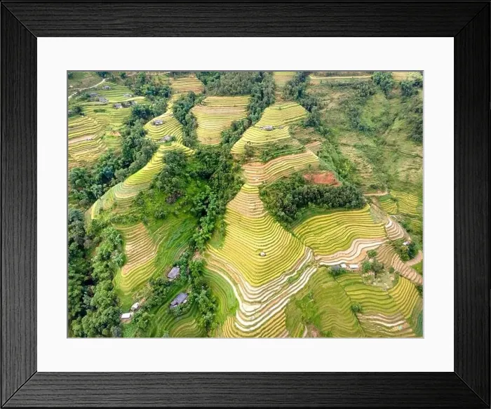 Framed Print : See the stunning scenery of rice terraces during the ripe rice season in Thong Nguyen commune