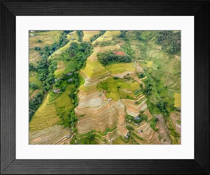 Framed Print : See the stunning scenery of rice terraces during the ripe rice season in Thong Nguyen commune Framed Print : See the stunning scenery of rice terraces during the ripe rice season in Thong Nguyen commune