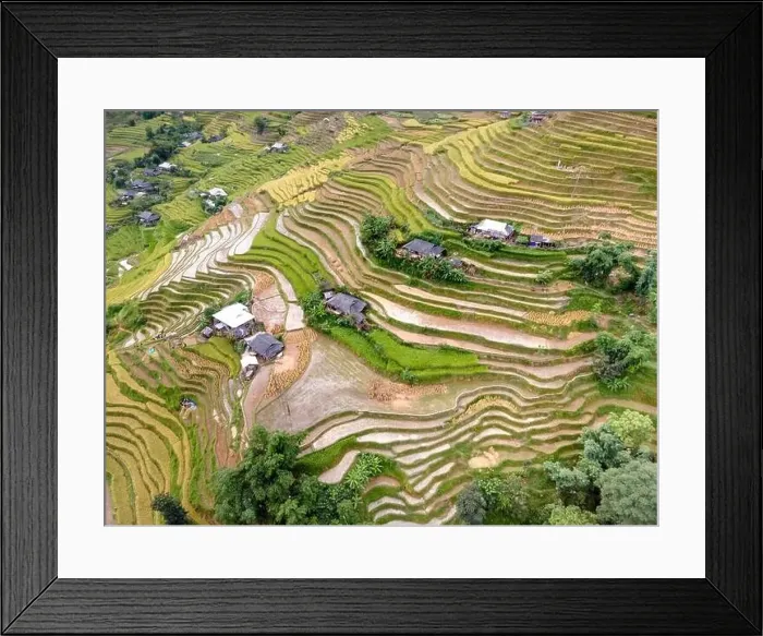Framed Print : See the stunning scenery of rice terraces during the ripe rice season in Thong Nguyen commune Framed Print : See the stunning scenery of rice terraces during the ripe rice season in Thong Nguyen commune