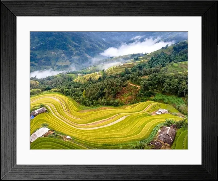 Framed Print : See the beautiful scenery of the rice terraces during the ripe rice season in Phung village Framed Print : See the beautiful scenery of the rice terraces during the ripe rice season in Phung village