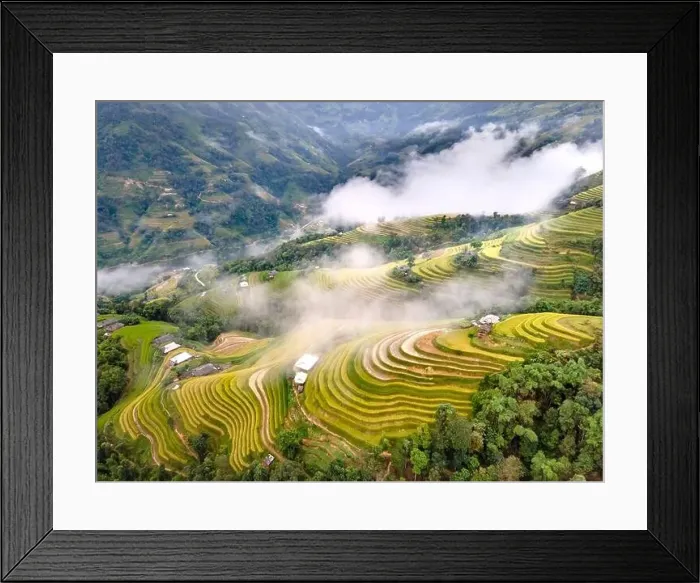 Framed Print : See the beautiful scenery of the rice terraces during the ripe rice season in Phung village Framed Print : See the beautiful scenery of the rice terraces during the ripe rice season in Phung village