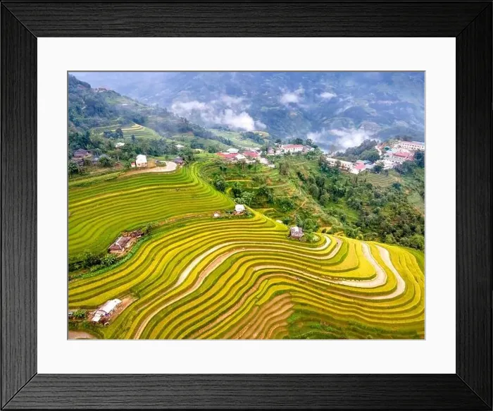 Framed Print : See the beautiful scenery of the rice terraces during the ripe rice season in Phung village Framed Print : See the beautiful scenery of the rice terraces during the ripe rice season in Phung village