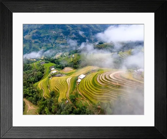 Framed Print : See the beautiful scenery of the rice terraces during the ripe rice season in Phung village Framed Print : See the beautiful scenery of the rice terraces during the ripe rice season in Phung village
