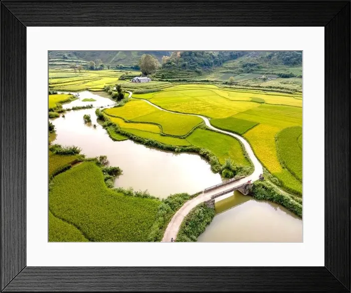 Framed Print : Rice and rice field at Phong Nam village in Trung Khanh Framed Print : Rice and rice field at Phong Nam village in Trung Khanh