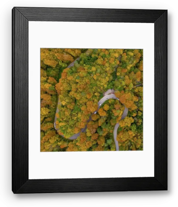 Framed Print : Autumn from above with a droneshot of a double curve in a colorful forest and driving cars Framed Print : Autumn from above with a droneshot of a double curve in a colorful forest and driving cars