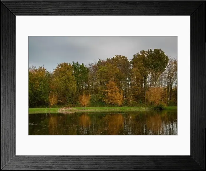 Framed Print : Fall colour reflected in the still waters of a lake near Urk Netherlands Framed Print : Fall colour reflected in the still waters of a lake near Urk Netherlands
