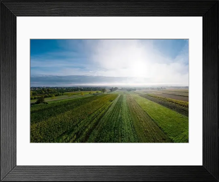 Framed Print : A drone panoramic view of the stunning expanse of the Vosges foothills. Autumn vineyards in the morning fog. France Framed Print : A drone panoramic view of the stunning expanse of the Vosges foothills. Autumn vineyards in the morning fog. France