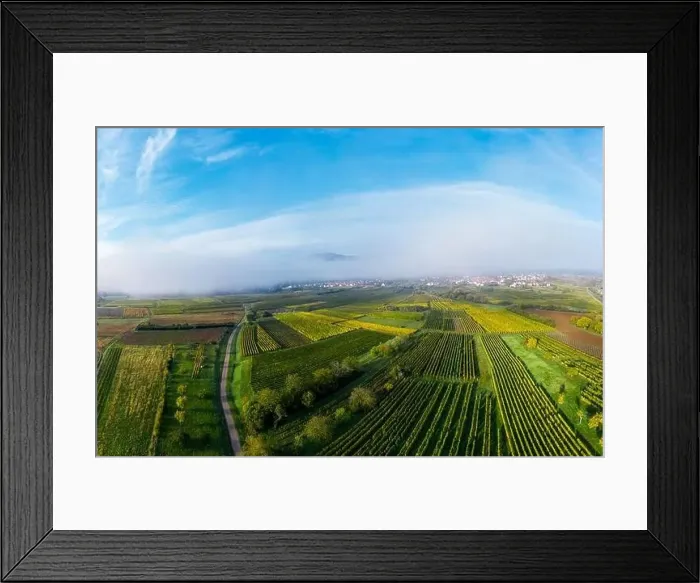 Framed Print : A drone panoramic view of the stunning expanse of the Vosges foothills. Autumn vineyards in the morning fog. France Framed Print : A drone panoramic view of the stunning expanse of the Vosges foothills. Autumn vineyards in the morning fog. France