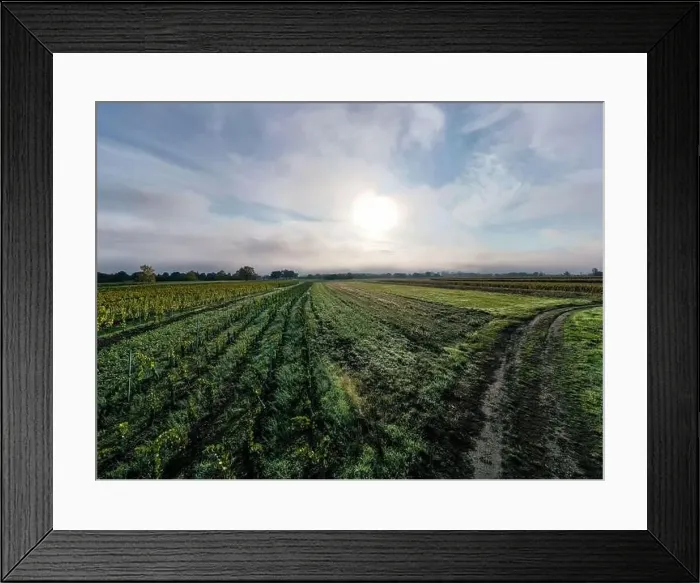 Framed Print : A drone view of the stunning expanse of the Vosges foothills. Autumn vineyards in the morning fog. France Framed Print : A drone view of the stunning expanse of the Vosges foothills. Autumn vineyards in the morning fog. France