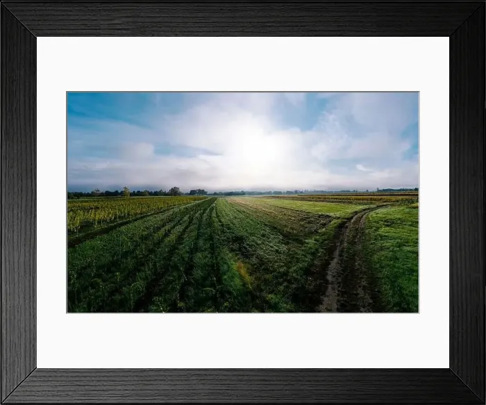 Framed Print : A drone panoramic view of the stunning expanse of the Vosges foothills. Autumn vineyards in the morning fog. France Framed Print : A drone panoramic view of the stunning expanse of the Vosges foothills. Autumn vineyards in the morning fog. France