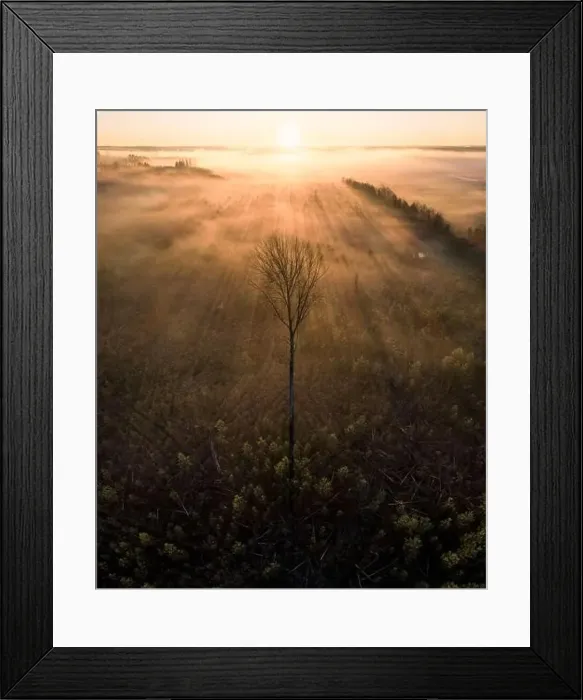 Framed Print : High angle aerial view of lonely tree against golden fog and sun rays Framed Print : High angle aerial view of lonely tree against golden fog and sun rays