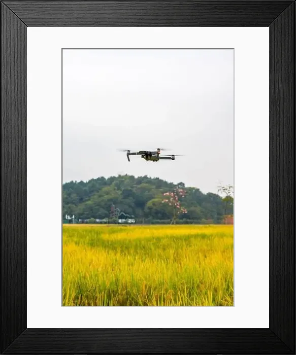 Framed Print : A drone shoots over the rice field Framed Print : A drone shoots over the rice field