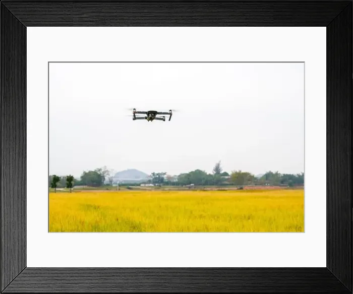 Framed Print : A drone shoots over the rice field Framed Print : A drone shoots over the rice field