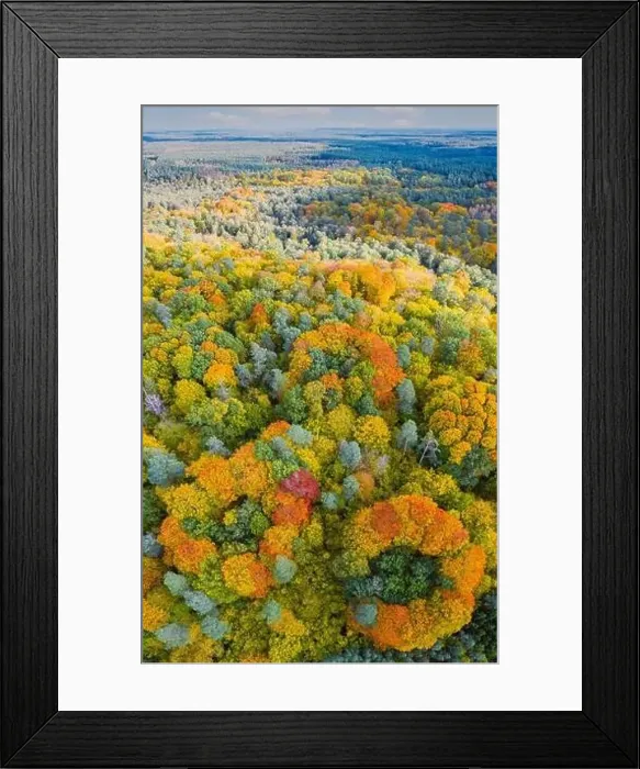 Framed Print : Aerial vertical panoramic view of vibrant color autumn forest Framed Print : Aerial vertical panoramic view of vibrant color autumn forest