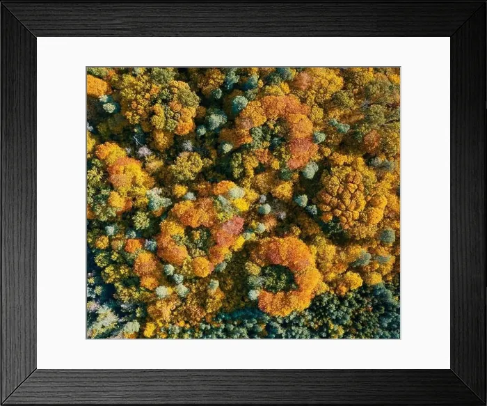 Framed Print : Aerial top down view of colorful autumn forest Framed Print : Aerial top down view of colorful autumn forest