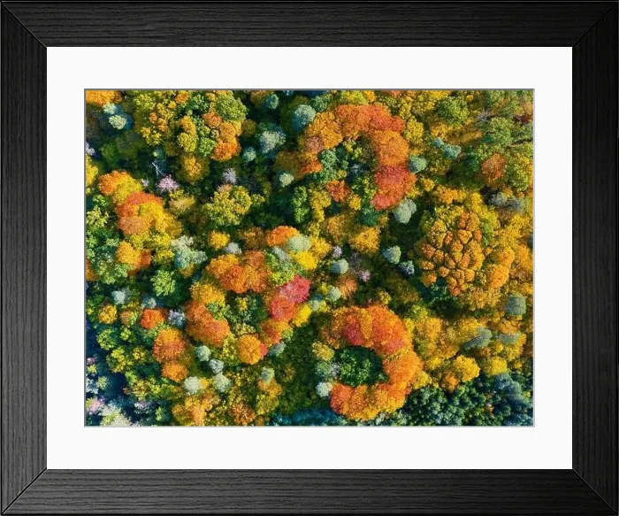 Framed Print : Aerial top down view of vibrant colorful autumn forest Framed Print : Aerial top down view of vibrant colorful autumn forest