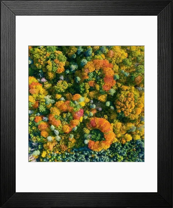 Framed Print : Aerial top down view of vibrant colorful autumn forest Framed Print : Aerial top down view of vibrant colorful autumn forest