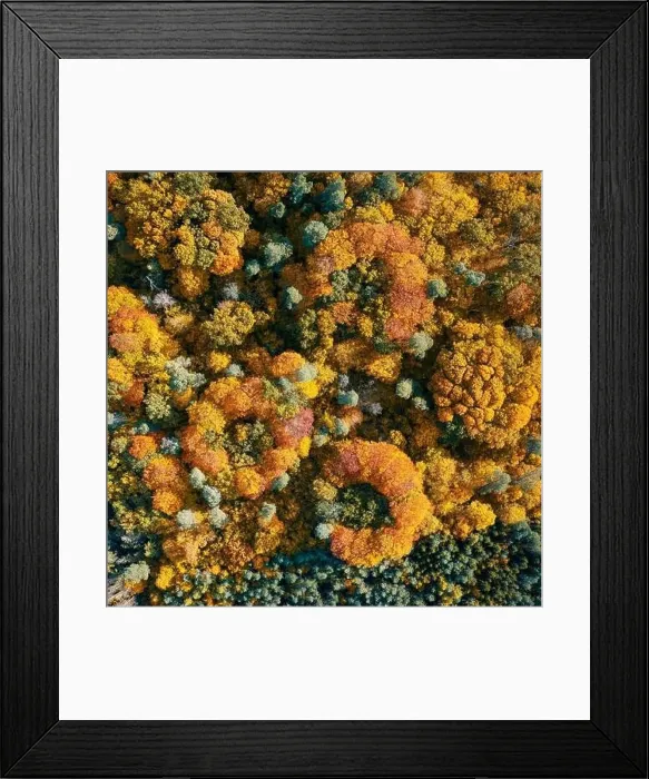 Framed Print : Aerial view of color autumn forest Framed Print : Aerial view of color autumn forest