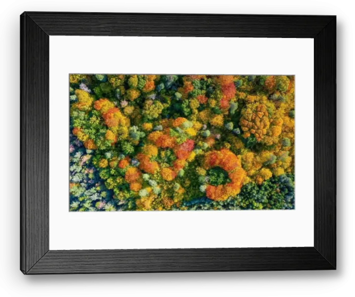 Framed Print : Aerial top down view of vibrant colorful autumn forest Framed Print : Aerial top down view of vibrant colorful autumn forest