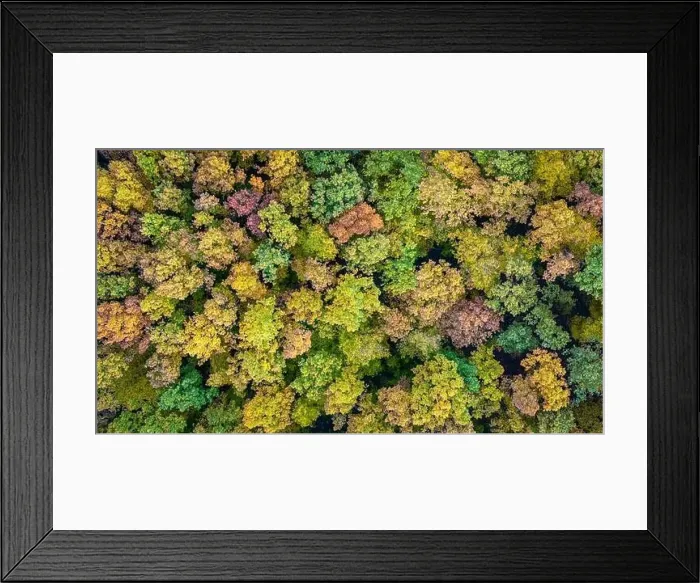Framed Print : Aerial top down view of colorful autumn forest Framed Print : Aerial top down view of colorful autumn forest