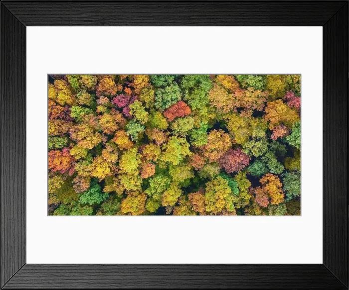 Framed Print : Aerial view of color autumn forest Framed Print : Aerial view of color autumn forest