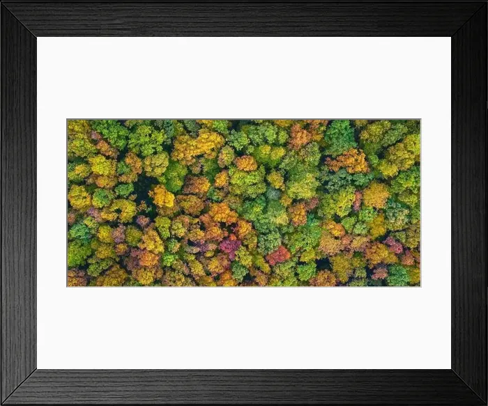 Framed Print : Aerial panoramic view of vibrant colorful autumn forest Framed Print : Aerial panoramic view of vibrant colorful autumn forest