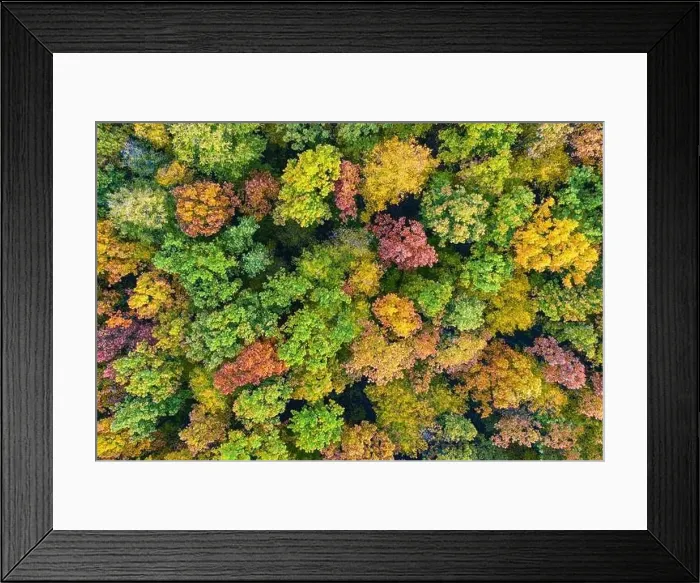 Framed Print : Aerial top down view of vibrant colorful autumn forest Framed Print : Aerial top down view of vibrant colorful autumn forest