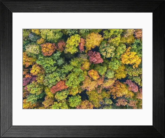 Framed Print : Aerial top down view of vibrant colorful autumn forest Framed Print : Aerial top down view of vibrant colorful autumn forest