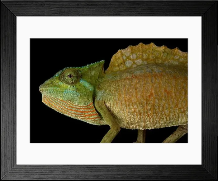 Framed Print : Crested chameleon (Trioceros cristatus) Framed Print : Crested chameleon (Trioceros cristatus)