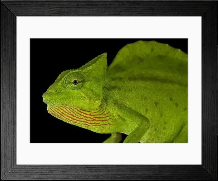 Framed Print : Crested chameleon (Trioceros cristatus) Framed Print : Crested chameleon (Trioceros cristatus)