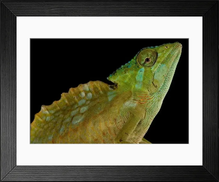 Framed Print : Crested chameleon (Trioceros cristatus) Framed Print : Crested chameleon (Trioceros cristatus)