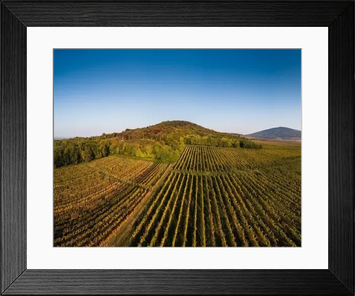 Framed Print : aerial view of beautiful autumn vineyard in Villany, Hungary Framed Print : aerial view of beautiful autumn vineyard in Villany, Hungary