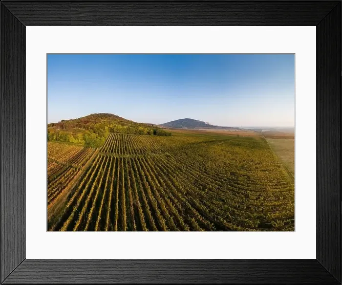 Framed Print : aerial view of beautiful autumn vineyard in Villany, Hungary Framed Print : aerial view of beautiful autumn vineyard in Villany, Hungary