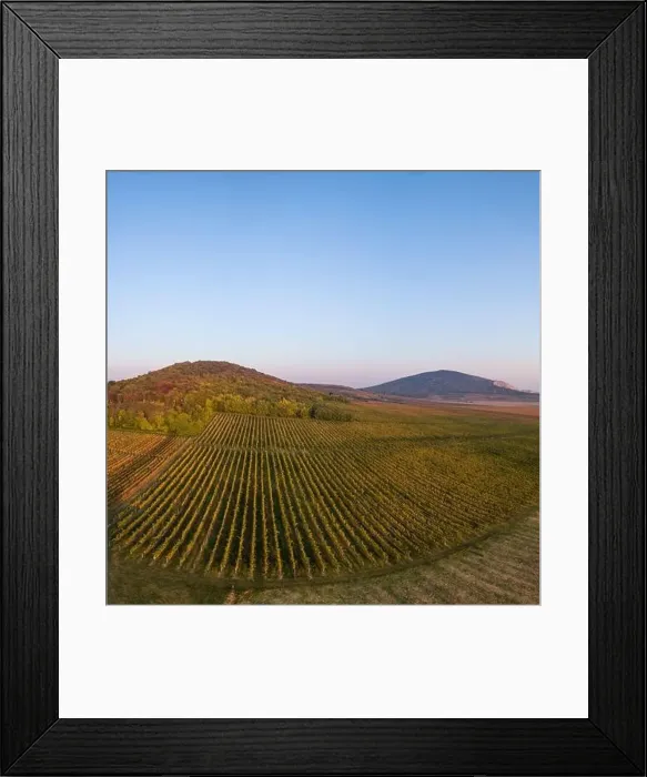 Framed Print : aerial view of beautiful autumn vineyard in Villany, Hungary