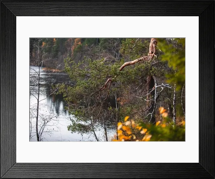 Framed Print : Autumn view of Oulanka National Park Framed Print : Autumn view of Oulanka National Park