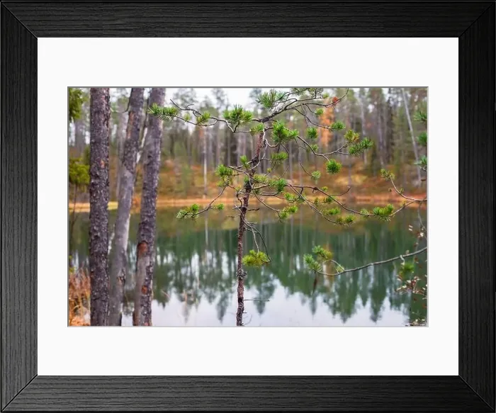 Framed Print : Autumn view of Oulanka National Park Framed Print : Autumn view of Oulanka National Park