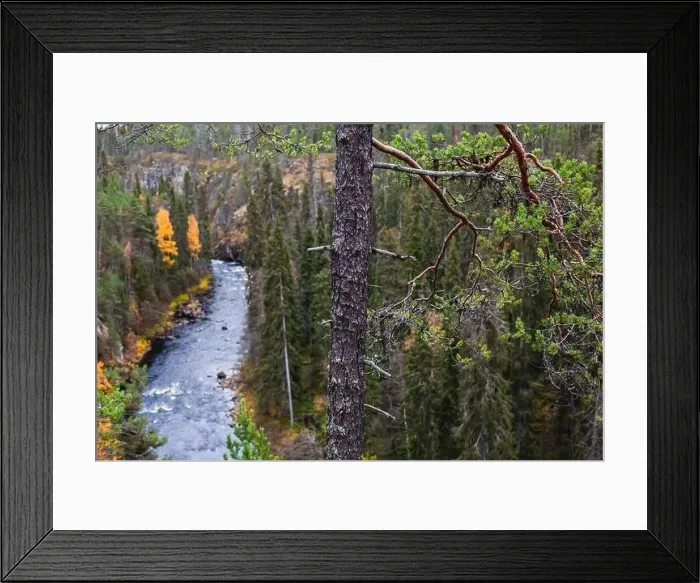 Framed Print : Autumn view of Oulanka National Park Framed Print : Autumn view of Oulanka National Park