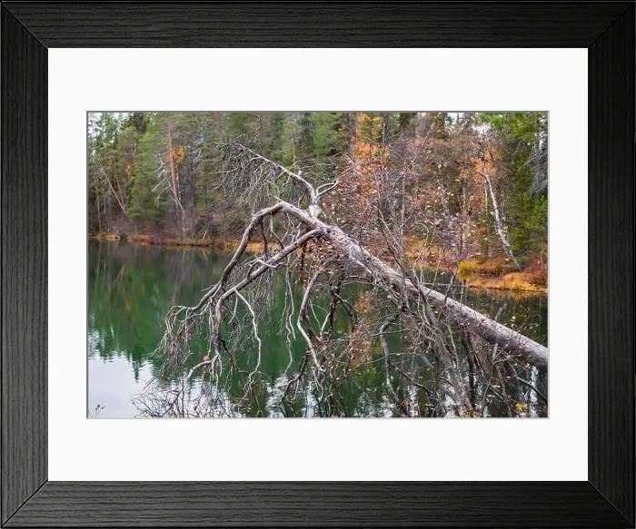 Framed Print : Autumn view of Oulanka National Park Framed Print : Autumn view of Oulanka National Park