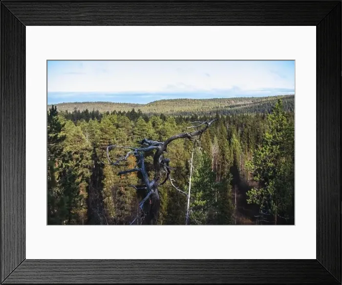Framed Print : Autumn view of Oulanka National Park Framed Print : Autumn view of Oulanka National Park
