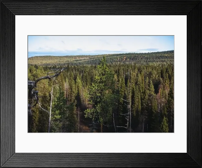 Framed Print : Autumn view of Oulanka National Park Framed Print : Autumn view of Oulanka National Park