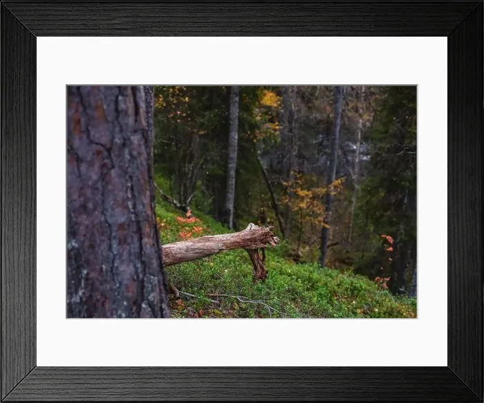 Framed Print : Autumn view of Oulanka National Park Framed Print : Autumn view of Oulanka National Park