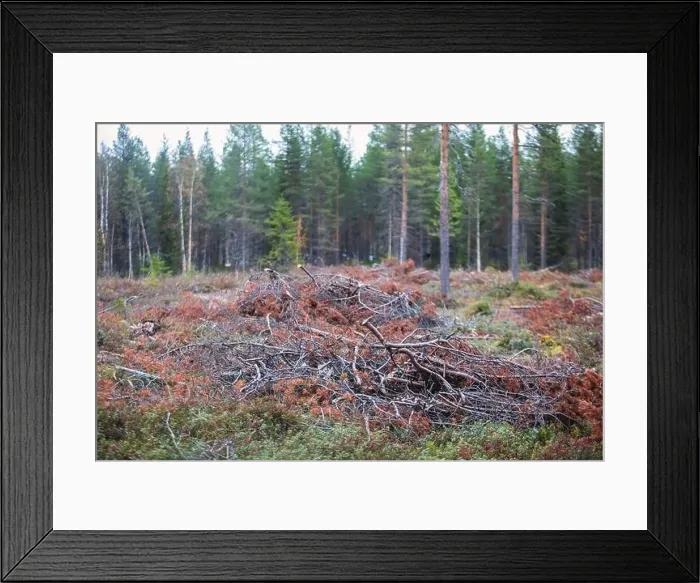 Framed Print : Autumn view of Oulanka National Park Framed Print : Autumn view of Oulanka National Park