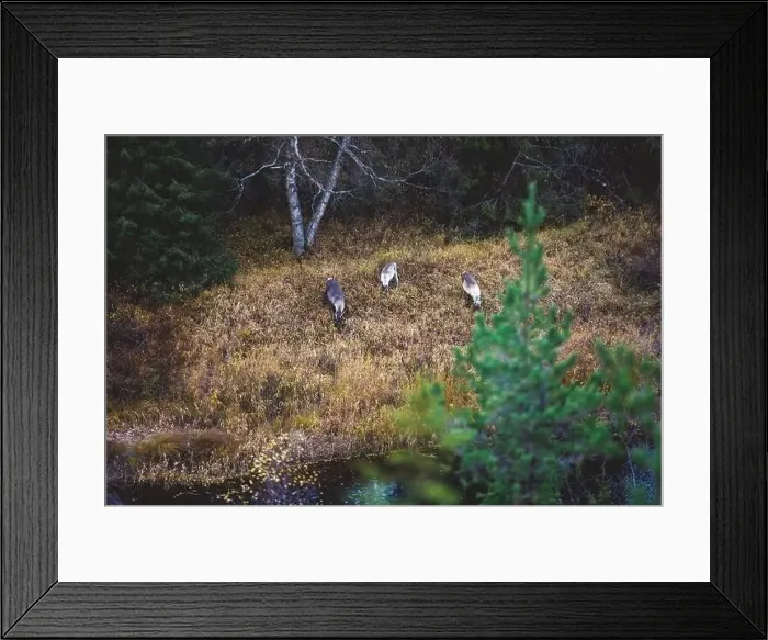 Framed Print : Autumn view of Oulanka National Park Framed Print : Autumn view of Oulanka National Park