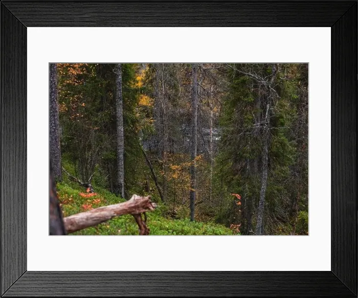 Framed Print : Autumn view of Oulanka National Park Framed Print : Autumn view of Oulanka National Park