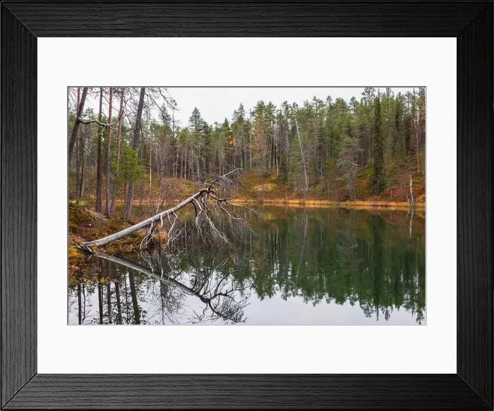 Framed Print : Autumn view of Oulanka National Park Framed Print : Autumn view of Oulanka National Park