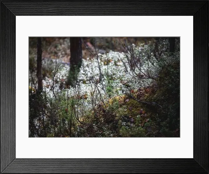 Framed Print : Autumn view of Oulanka National Park Framed Print : Autumn view of Oulanka National Park