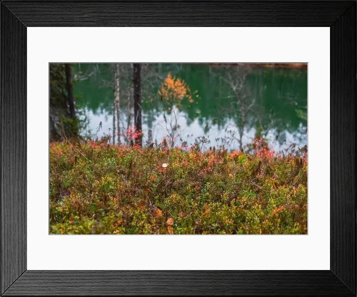 Framed Print : Autumn view of Oulanka National Park Framed Print : Autumn view of Oulanka National Park